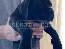 Cane-corso