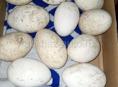Продаются гусиные яйца породы белые линдовские