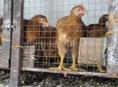 ПРОДАЮТСЯ ДВУХМЕСЯЧНЫЕ ЦЫПЛЯТА ПОРОДЫ РЕД БРО (яйцо-ЕВРОПА), вес цыплят 1-1,2 кг.  