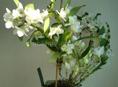 Продается белая орхидея дендробиум