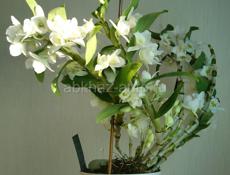 Продается белая орхидея дендробиум