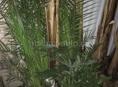 Финиковые и веерные пальмы