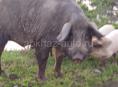 Продам  свинью на мясо  более 70 кг, цена 300 руб./кг 