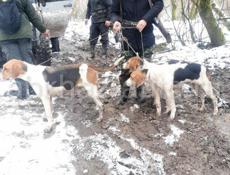 Ребята помогите потерял в районе пшапи кто кого знает прошу обзвонить четыре гончака три рябых один красный без хвоста 