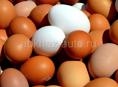 Продаются инкубационные яйца породы брамма