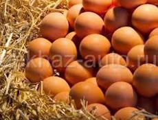 Продаются инкубационные яйца породы брамма