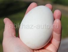 Продаются гусиные яйца породы белые линдовские в с. Адзюбжа