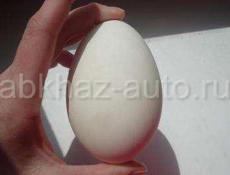Продаются гусиные яйца породы белые линдовские в с. Адзюбжа