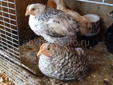 Продаются цыплята 2 месячные 350 рублей 