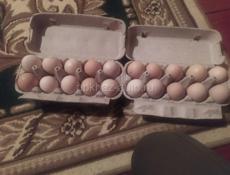 Продаются домашние яйца на  Пасху 10шт150 р