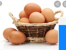 Куплю Инкубационные яйца 