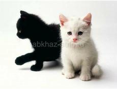 Котята на выбор чёрные, белые