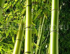 Бамбук 