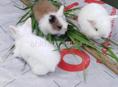 Декоративные кролики 