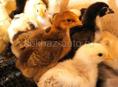 Продаются цыплята две недели смешанных пород мясо яичная порода