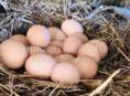 Яйца деревенских кур 