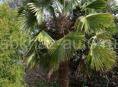 Продаю китайские веерные пальмы(трахикарпус), по 2 метре, 4 штуки  