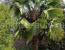 Продаю китайские веерные пальмы(трахикарпус), по 2 метре, 4 штуки  
