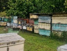 Ящики для пчёл 
