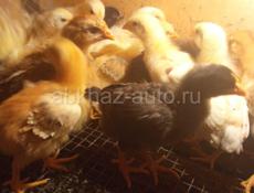 Продаются цыплята 2нед мясо яичная порода по150 . Осталось мало шт .30