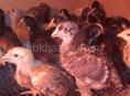 Продаются цыплята мясо яичная порода 3нед по200 р 