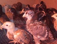Продаются цыплята мясо яичная порода 3нед по200 р 