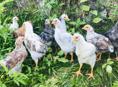 Продам 2-х месячных цыплят мясно-яичной породы 