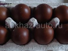 Цыплята породы «Маран» шоколадное яйцо