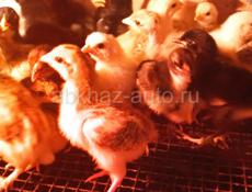 Продаются цыплята мясо яичная порода 10 дней