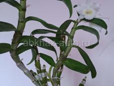 Белая орхидея дендробиум