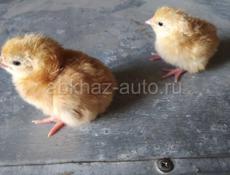 Предлагаем к продаже цыплят РЕД-БРО