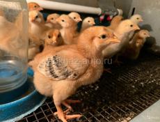 Предлагаем к продаже цыплят РЕД-БРО
