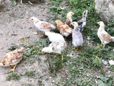 Цыплята двухмесячные из под квочки 