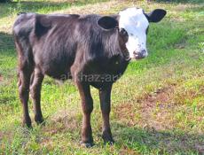 Продаётся корова с теленком