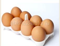 Продаю яйца инкубационные и для пиши породы Брамма 