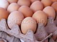 продаю инкубационное яйцо 70 шт голошейка испанской породы 