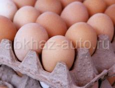 продаю инкубационное яйцо 70 шт голошейка испанской породы 