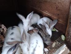 Продам 5 маленьких крольчат