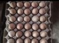 Продам инкубационные яйца породы брамма