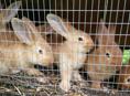 Продаются кролики мясной породы – Бургундские