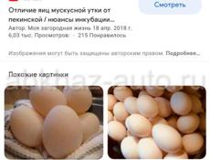 Продам яица  уток 