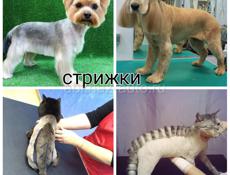 Стрижка кошек и собак 