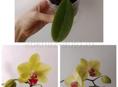 Детка орхидеи