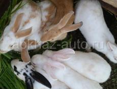 Продаются кролики красивые и большие разных возрастов 