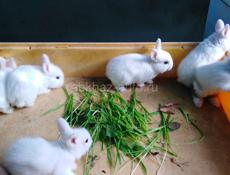Декоративные кролики 