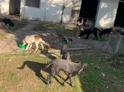 Зоозащитники потребовали расследовать факт отстрела бродячих собак в Гудауте