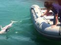 Дельфины запутываются в расставленных для ловли рыбы сетях - МЧС