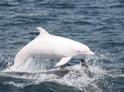 В акватории Сухума появился дельфин-альбинос