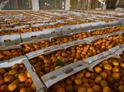 Более четырех тысяч тонн мандаринов ввезли в Краснодарский край из Абхазии