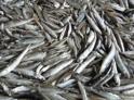 Савелий Читанава: лов рыбы в абхазской акватории осуществляется в соответствии с утвержденными квотами